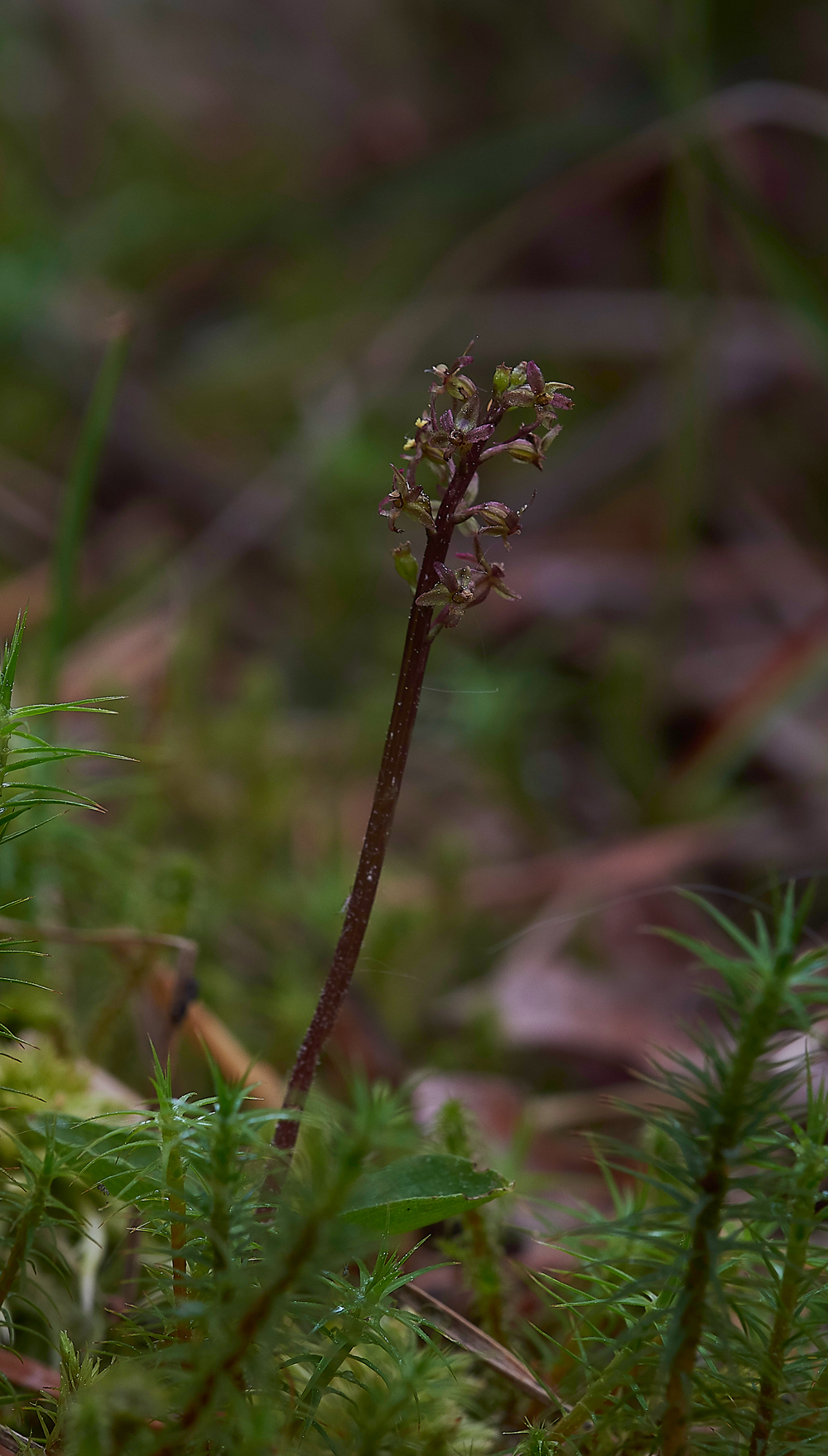 LesserTwaybladeCliburnMoss310518-14