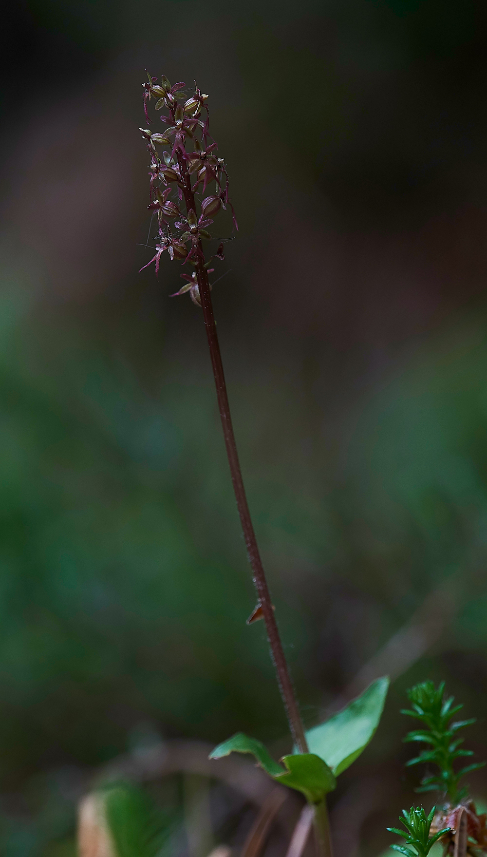 LesserTwaybladeCliburnMoss310518-3