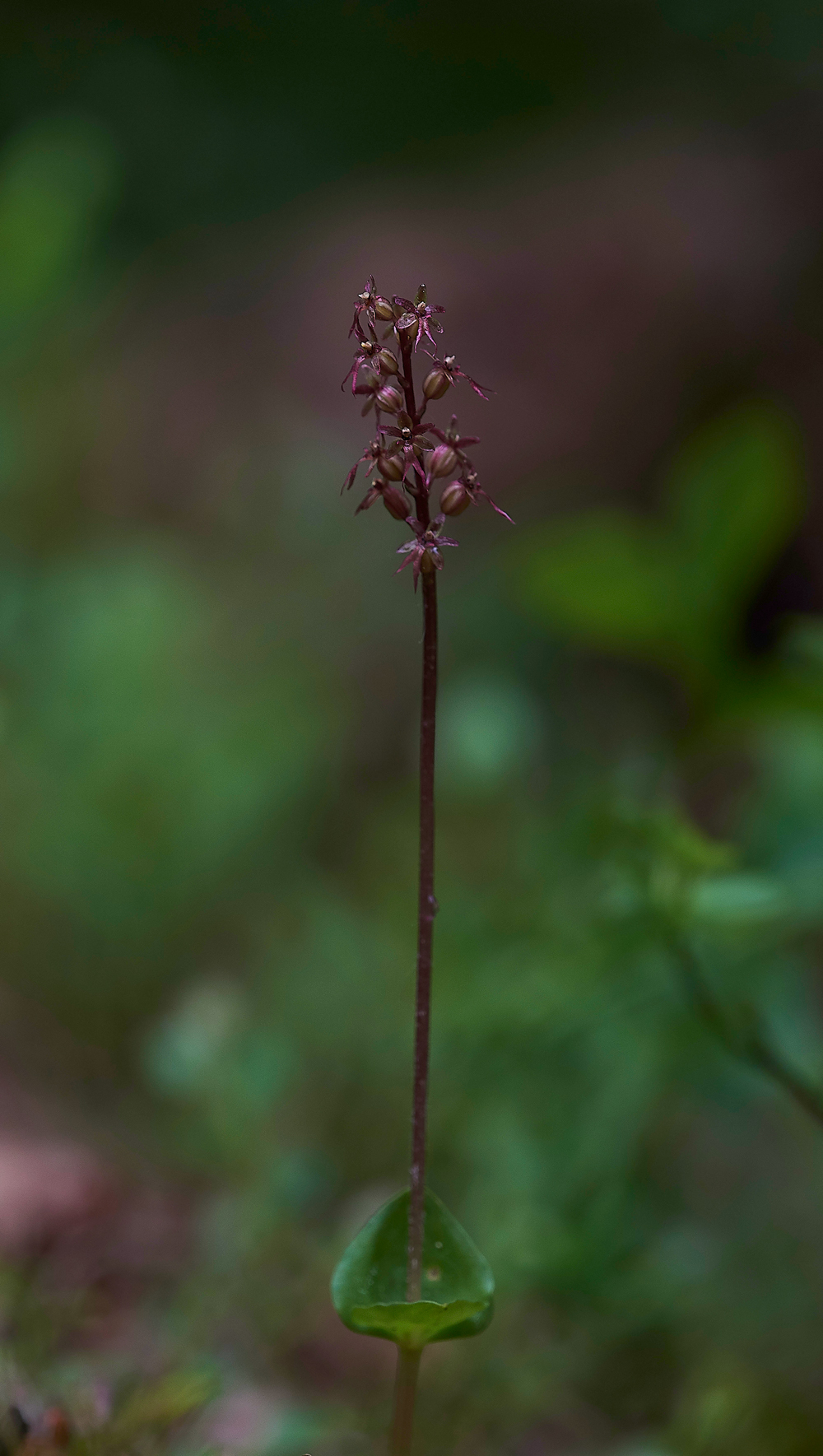 LesserTwaybladeCliburnMoss310518-4