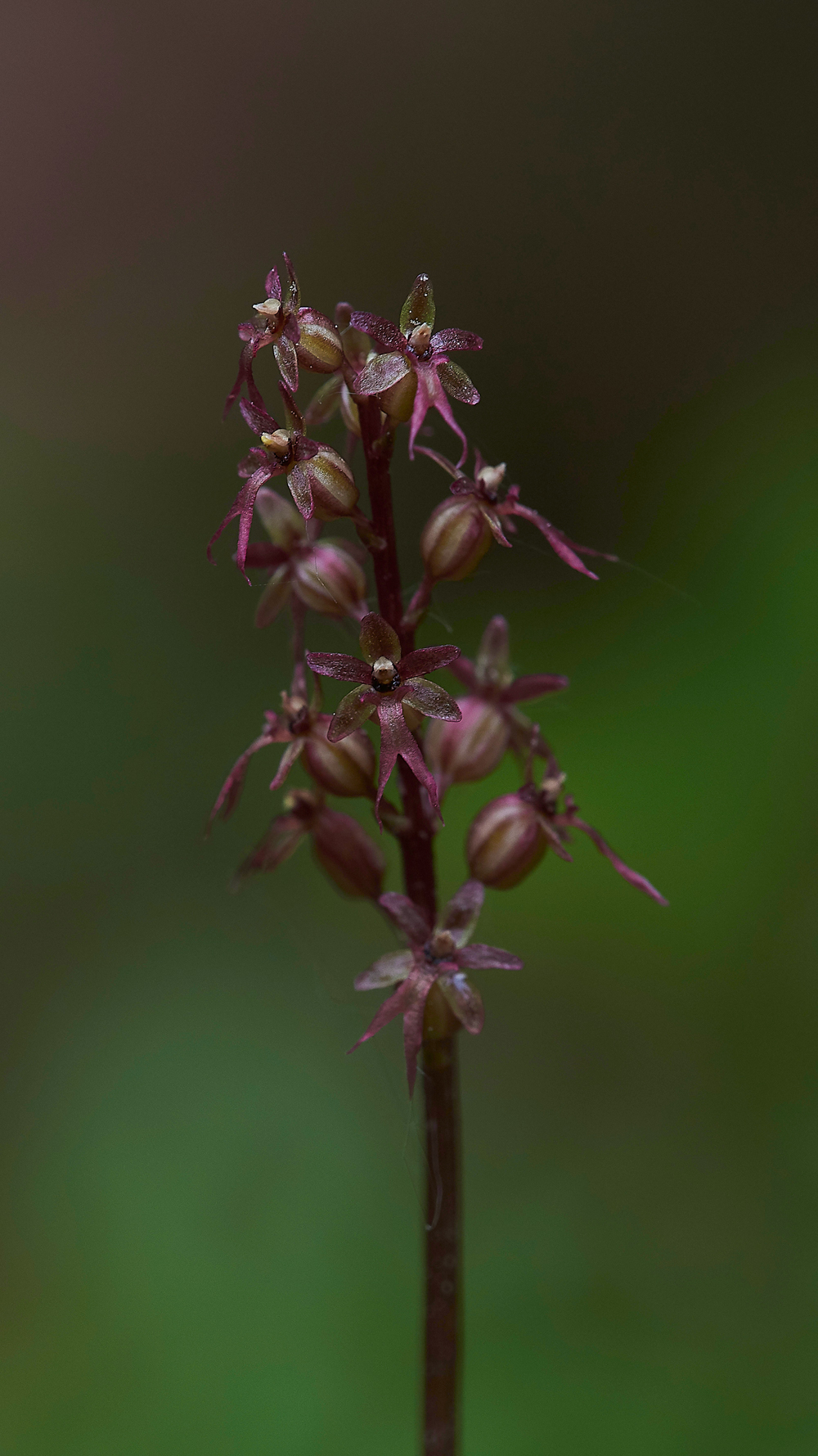 LesserTwaybladeCliburnMoss310518-5