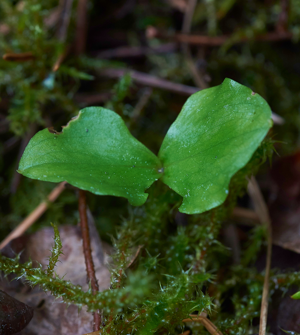 LesserTwaybladeCliburnMoss310518-8