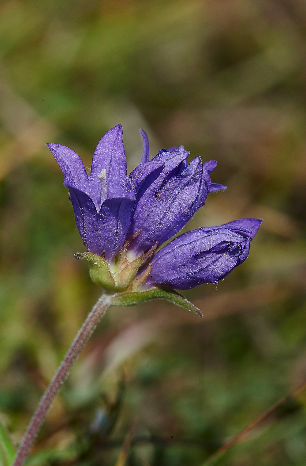 LevinDownClusteredBellflower250718-1