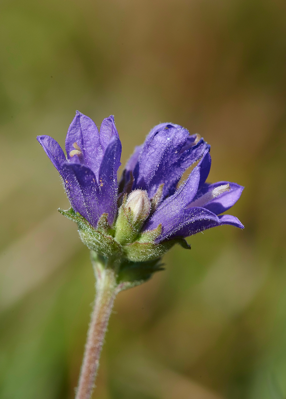 LevinDownClusteredBellflower250718-2