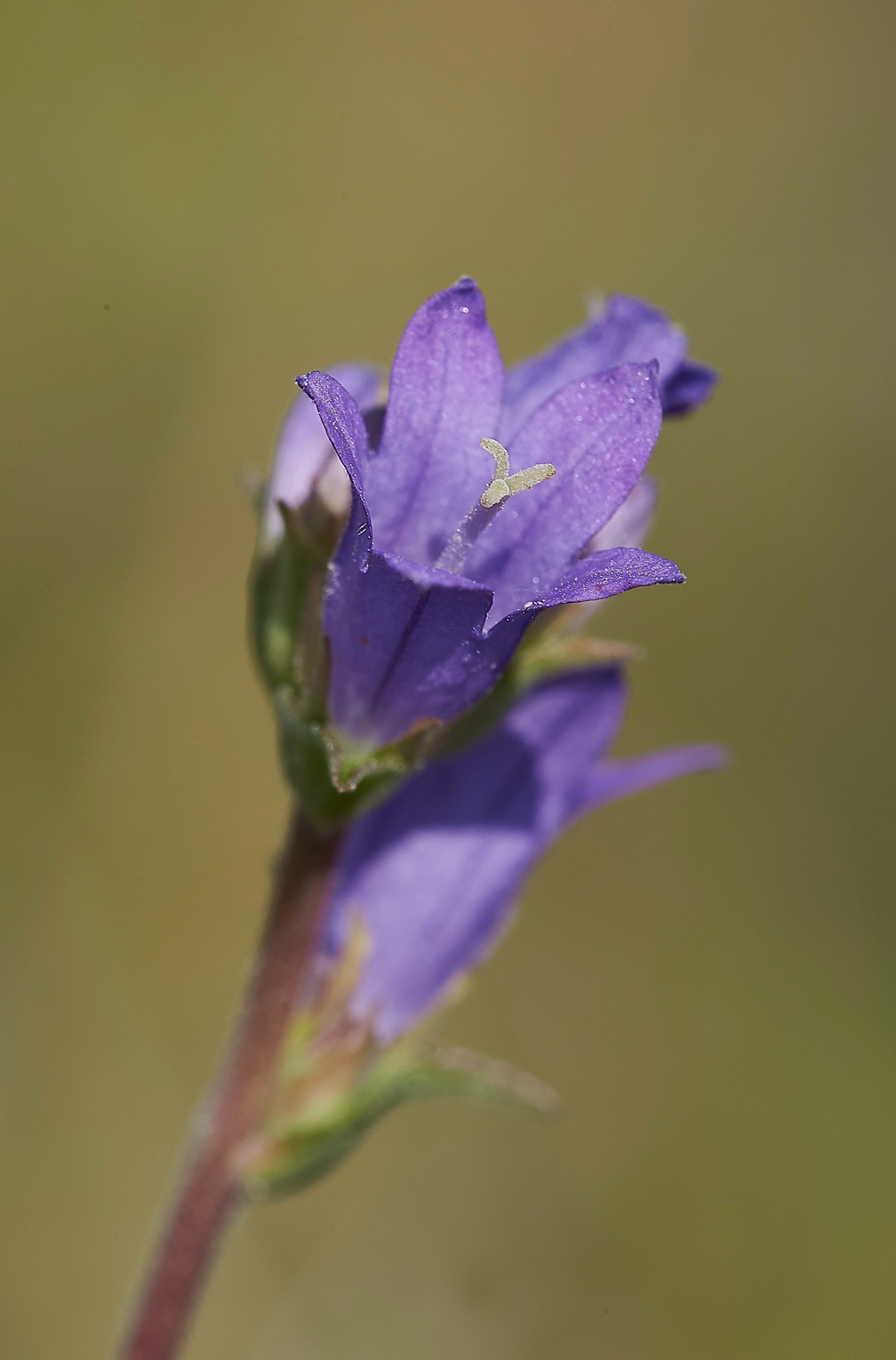 LevinDownClusteredBellflower250718-3