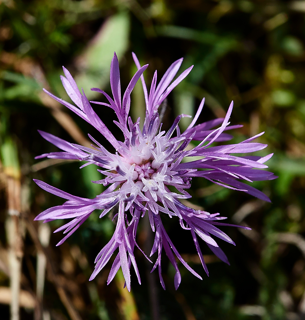 LevinDownGreatKnapweed250718-2