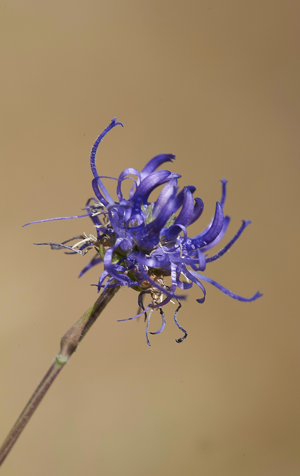 LevinDownRoundheadedRampion250718-1