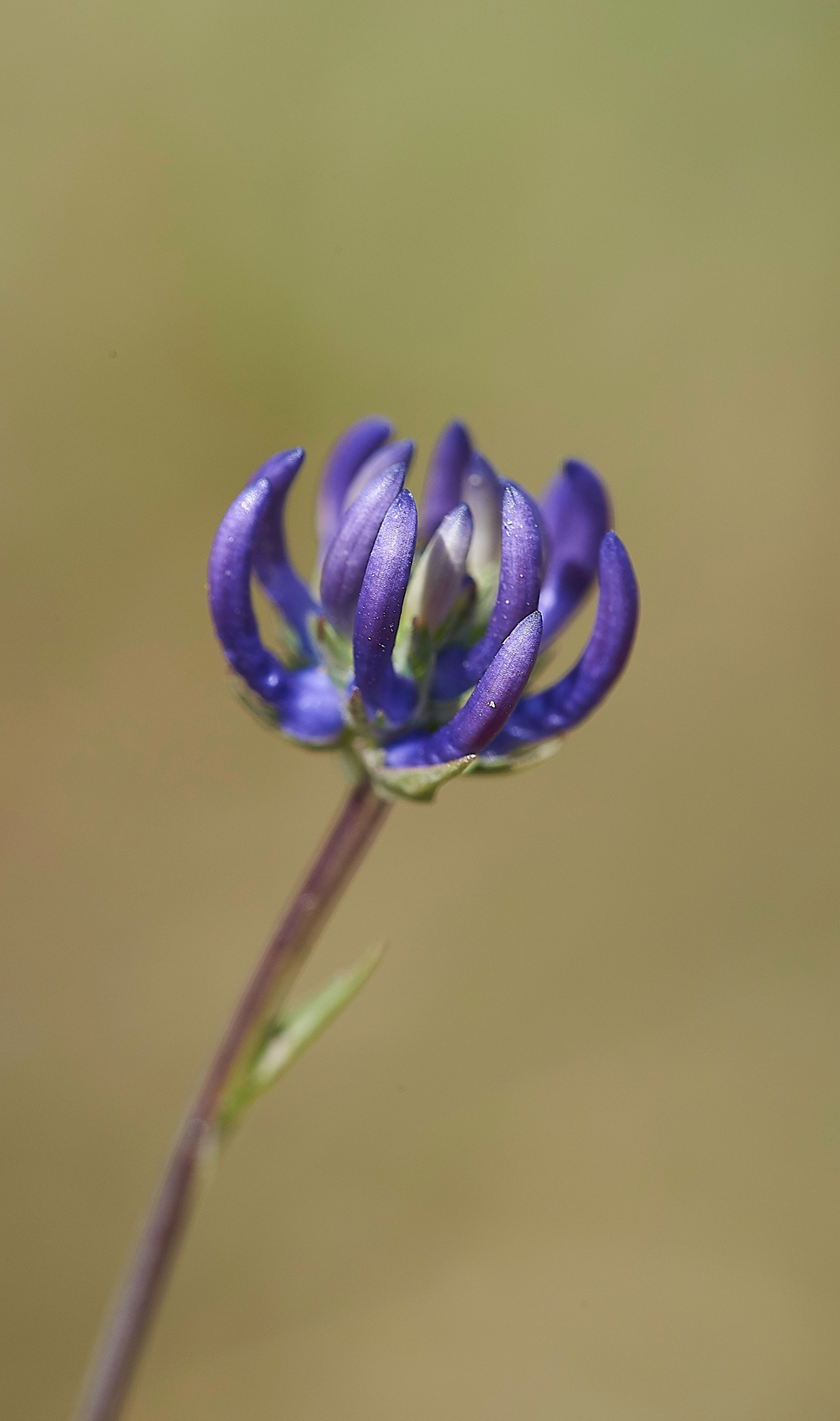 LevinDownRoundheadedRampion250718-2