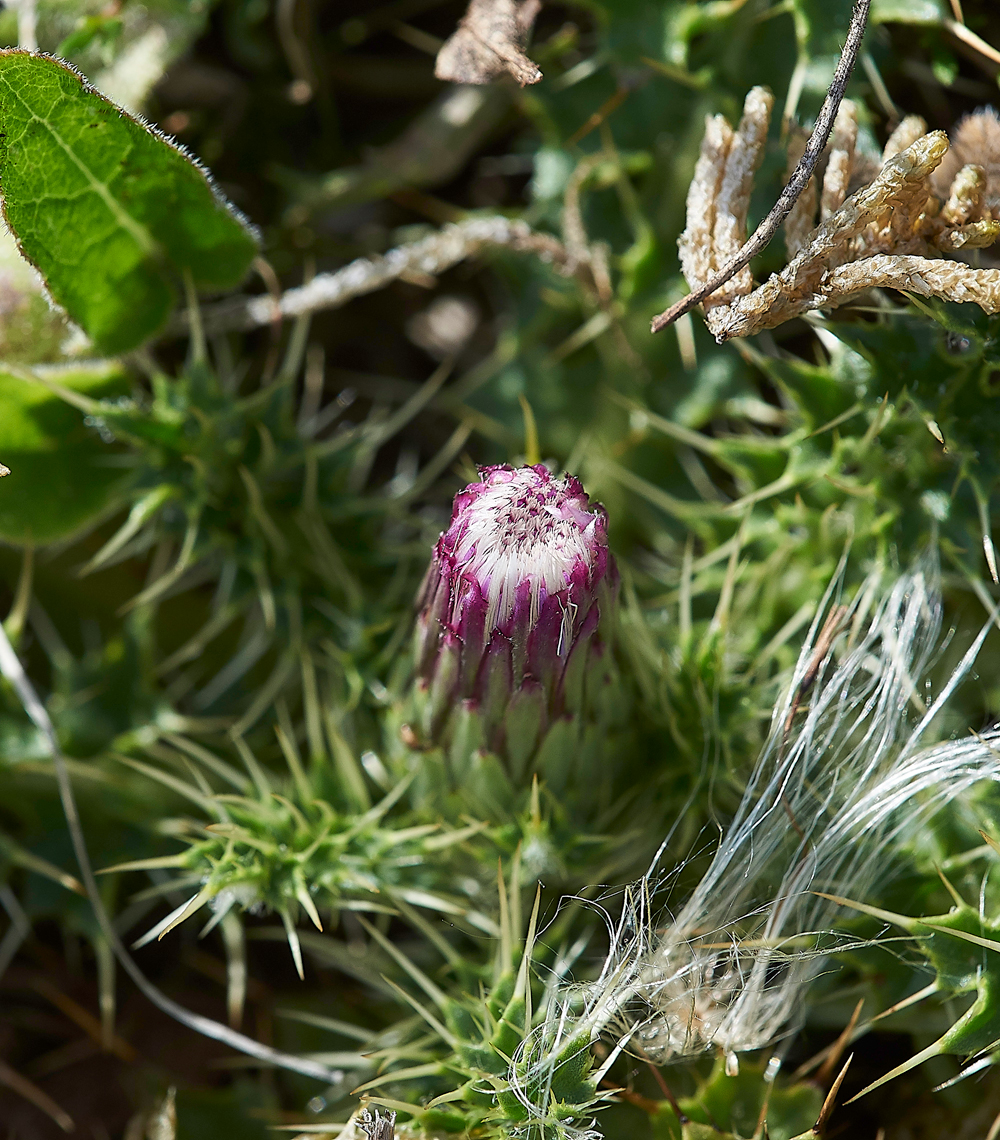 LevinDownStemlessThistle250718-1
