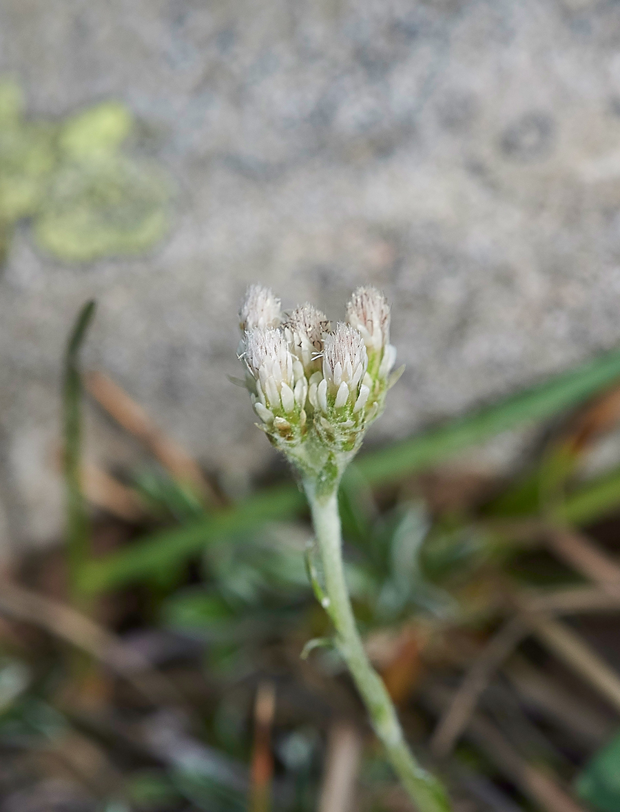LowForceCudweed010618-1