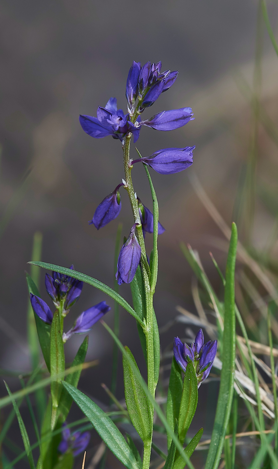 LowForceMilkwort010618-1