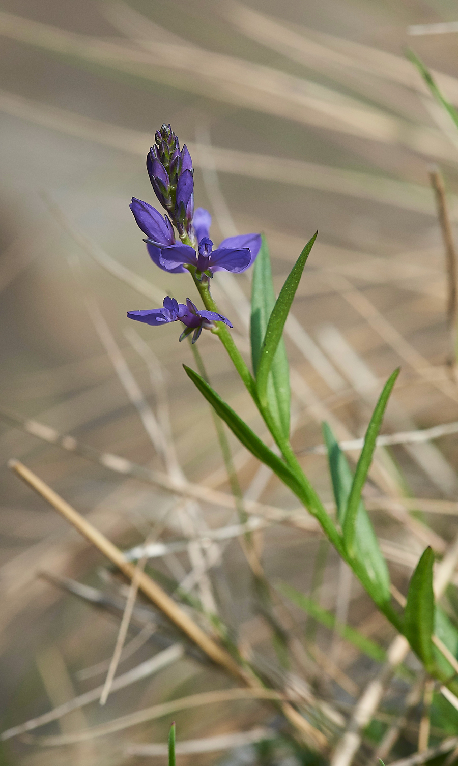 LowForceMilkwort010618-2