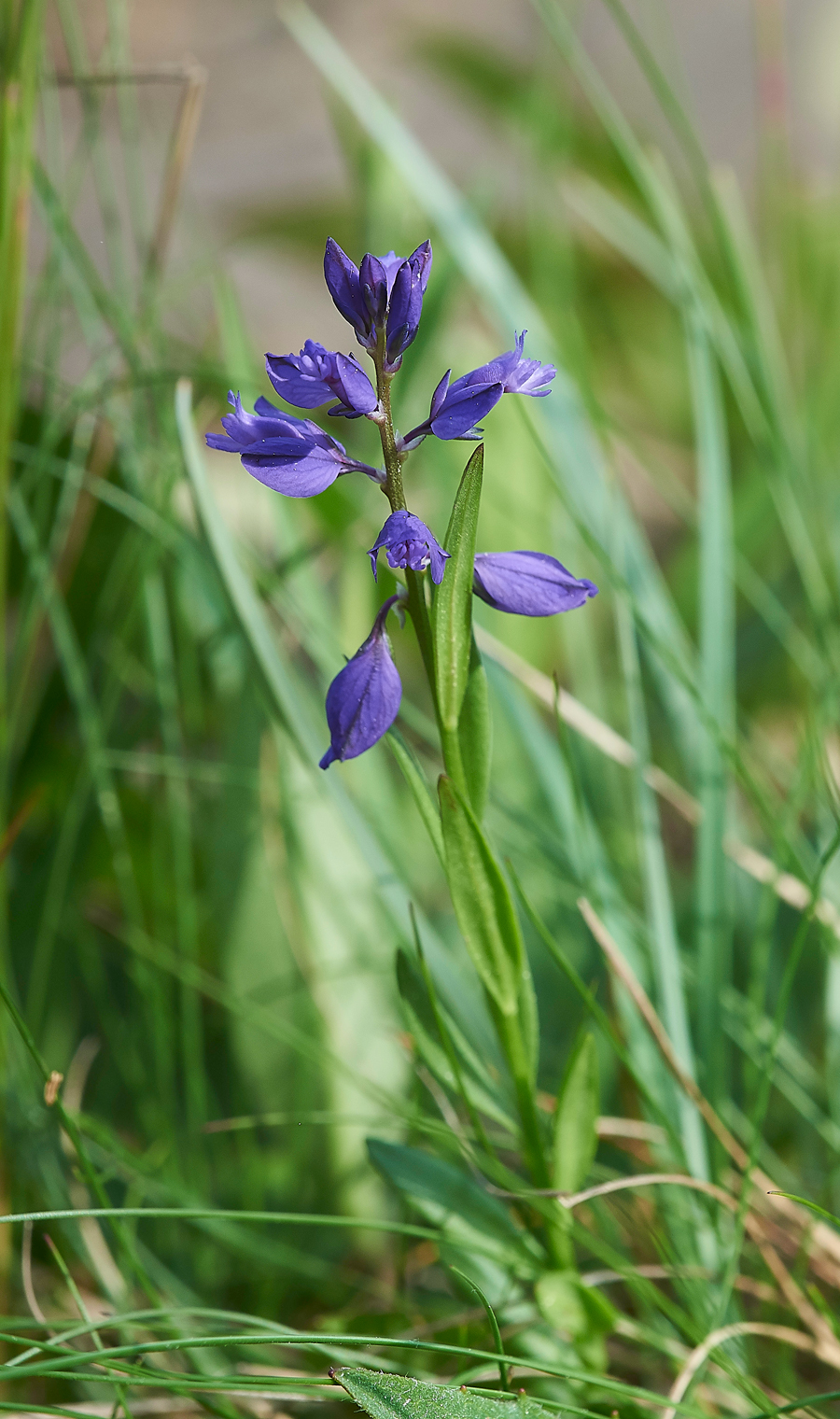 LowForceMilkwort010618-3