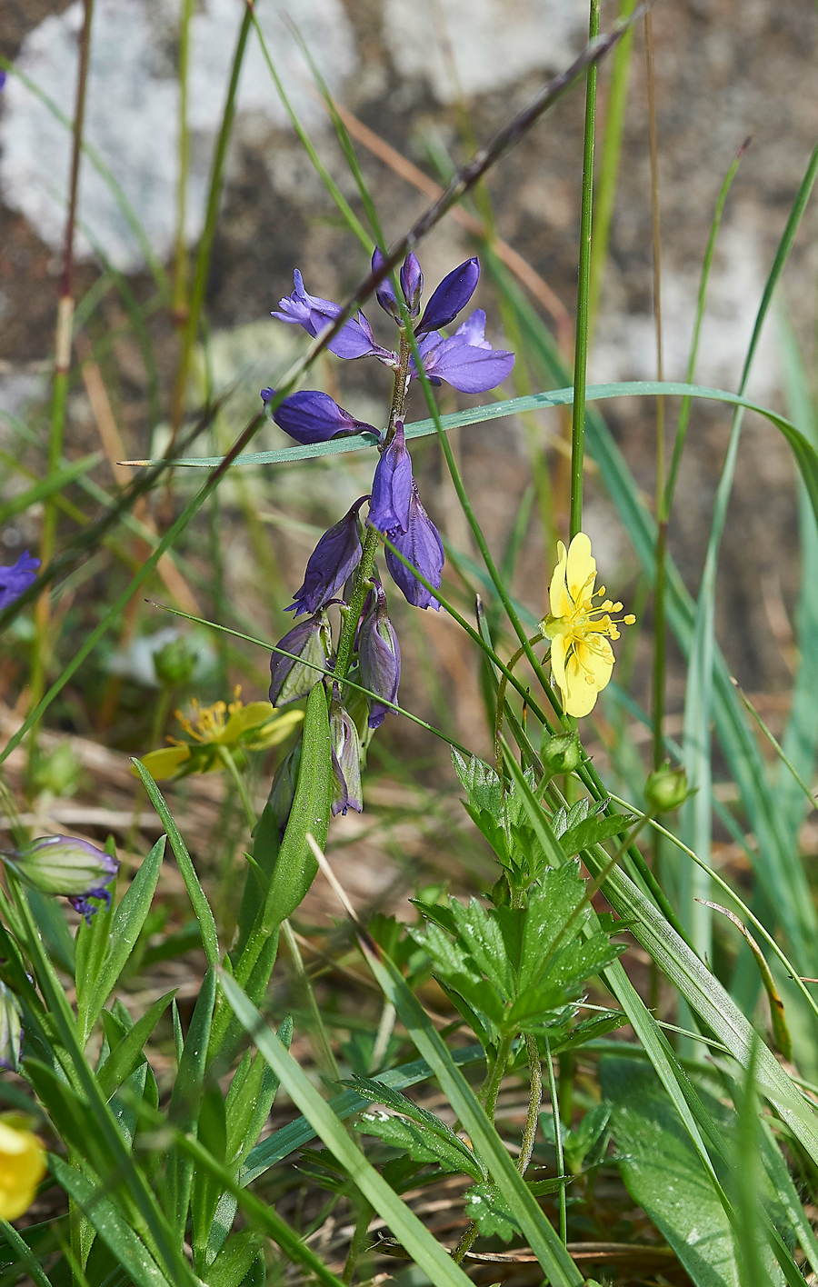 LowForceMilkwort010618-4