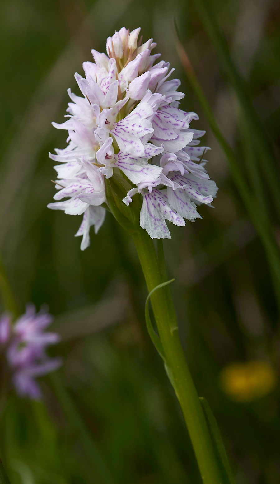 LowForceSpottedOrchid010618-1