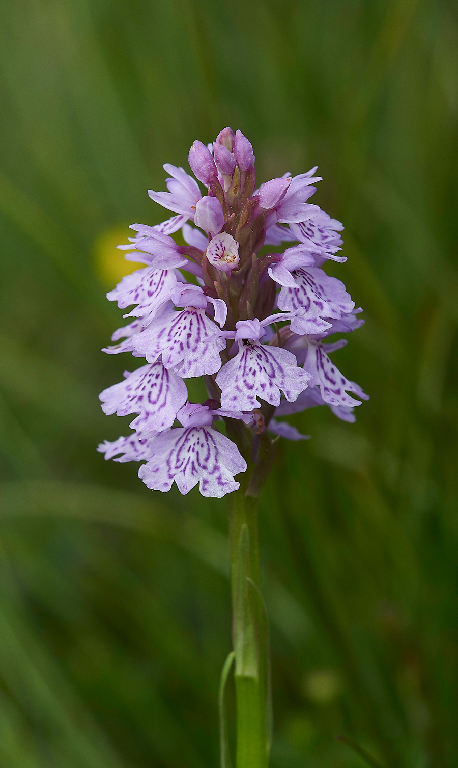 LowForceSpottedOrchid010618-2