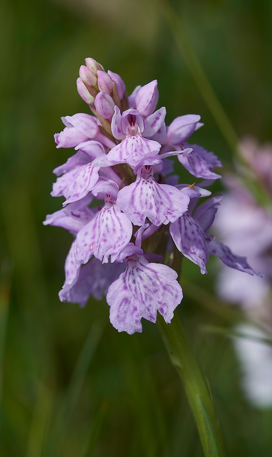 LowForceSpottedOrchid010618-3