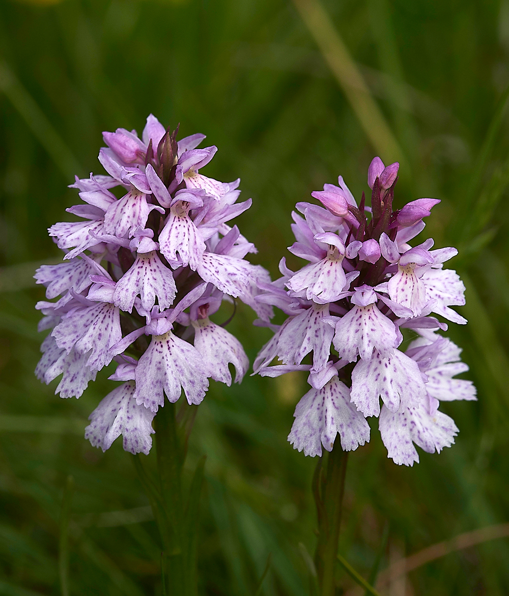 LowForceSpottedOrchid010618-4