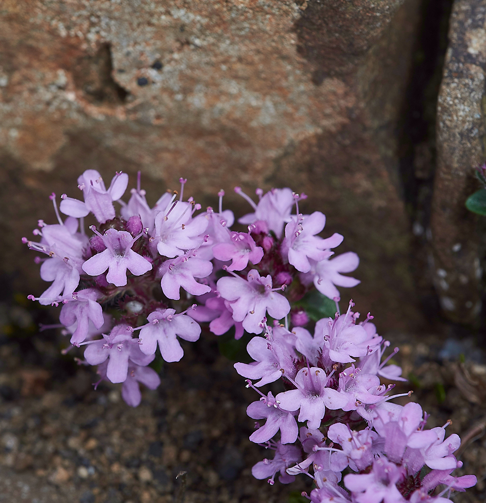 LowForceThyme010618-1