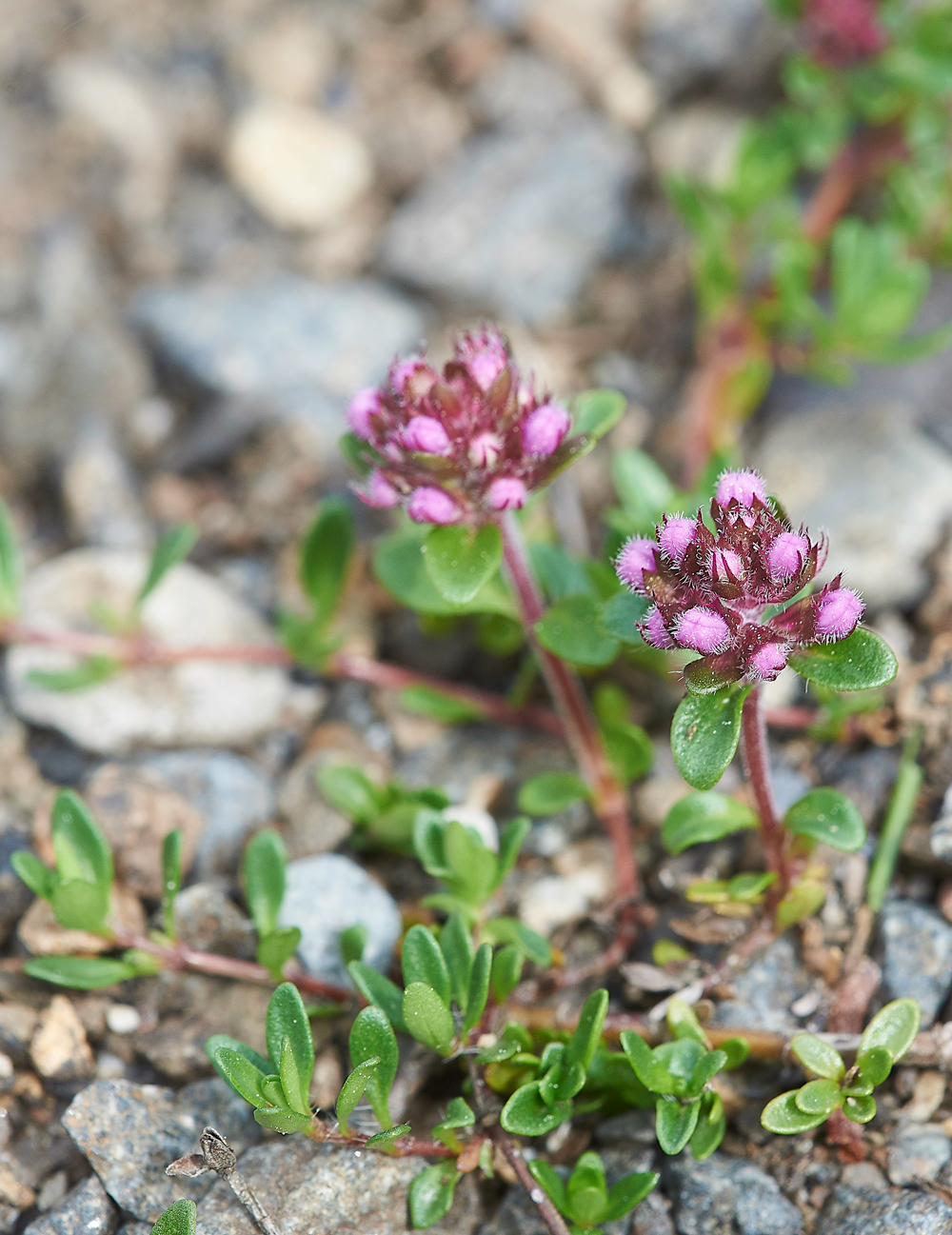 LowForceThyme010618-2