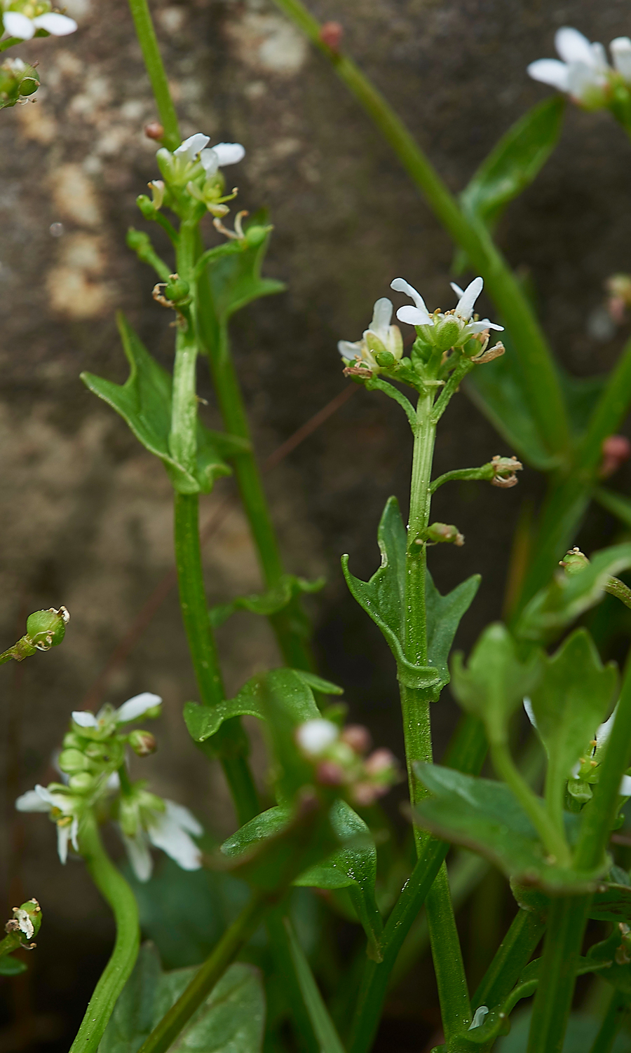 LowForceUnknown010618-1