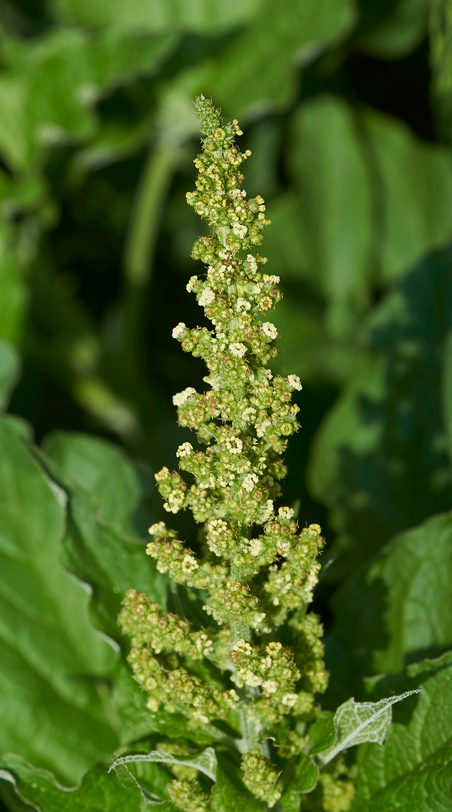 LowForceUnknown2010618-1