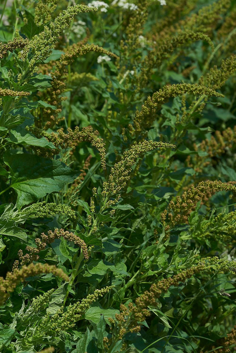 LowForceUnknown2010618-2