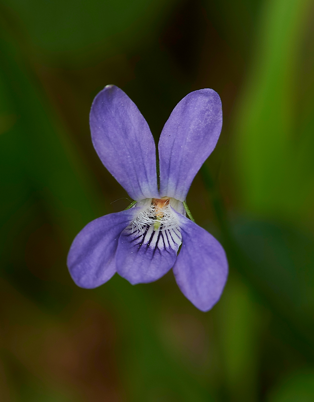 LowForceViolet010618-1