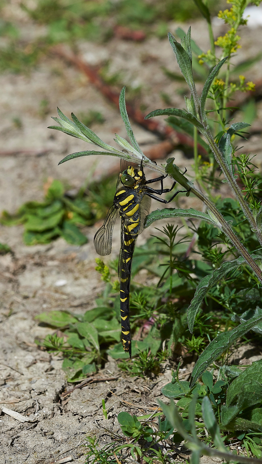 MagdalenHillDownDragonfly210618-1