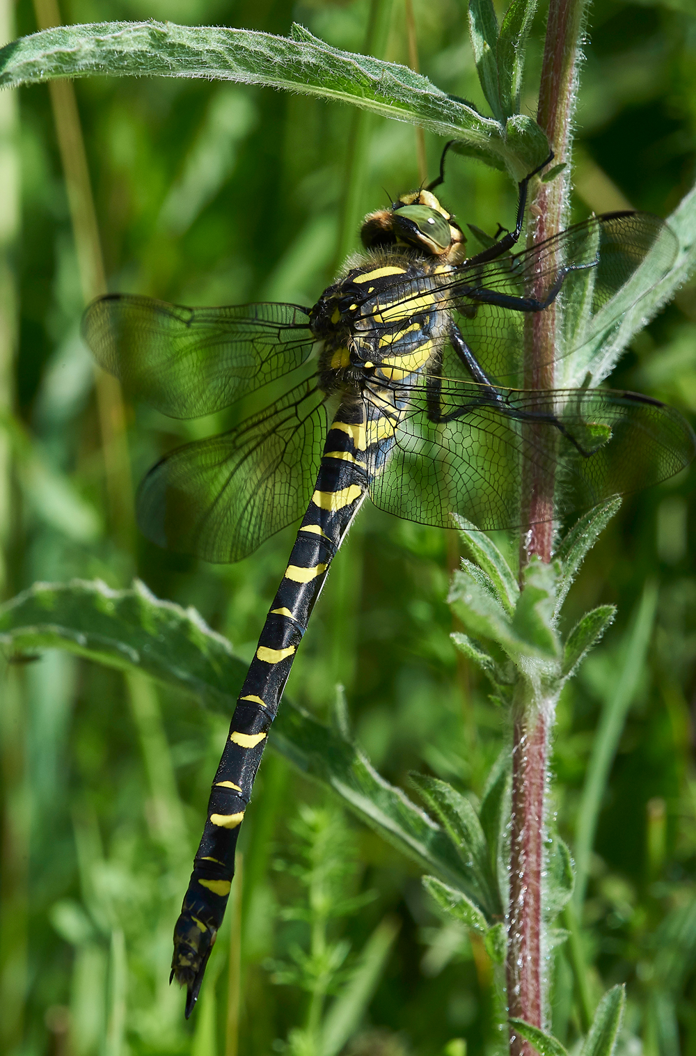 MagdalenHillDownDragonfly210618-10