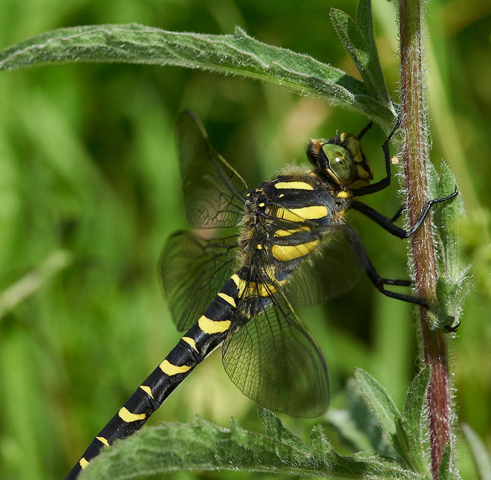 MagdalenHillDownDragonfly210618-3