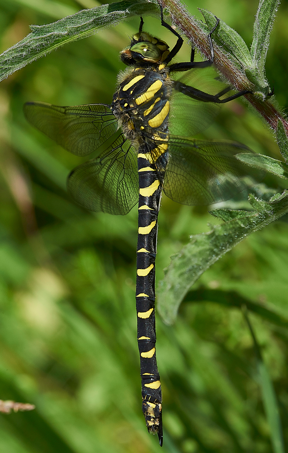 MagdalenHillDownDragonfly210618-4