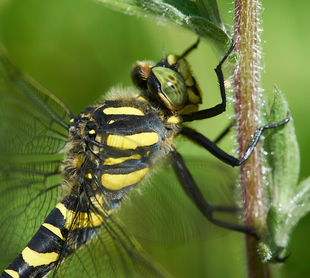 MagdalenHillDownDragonfly210618-5