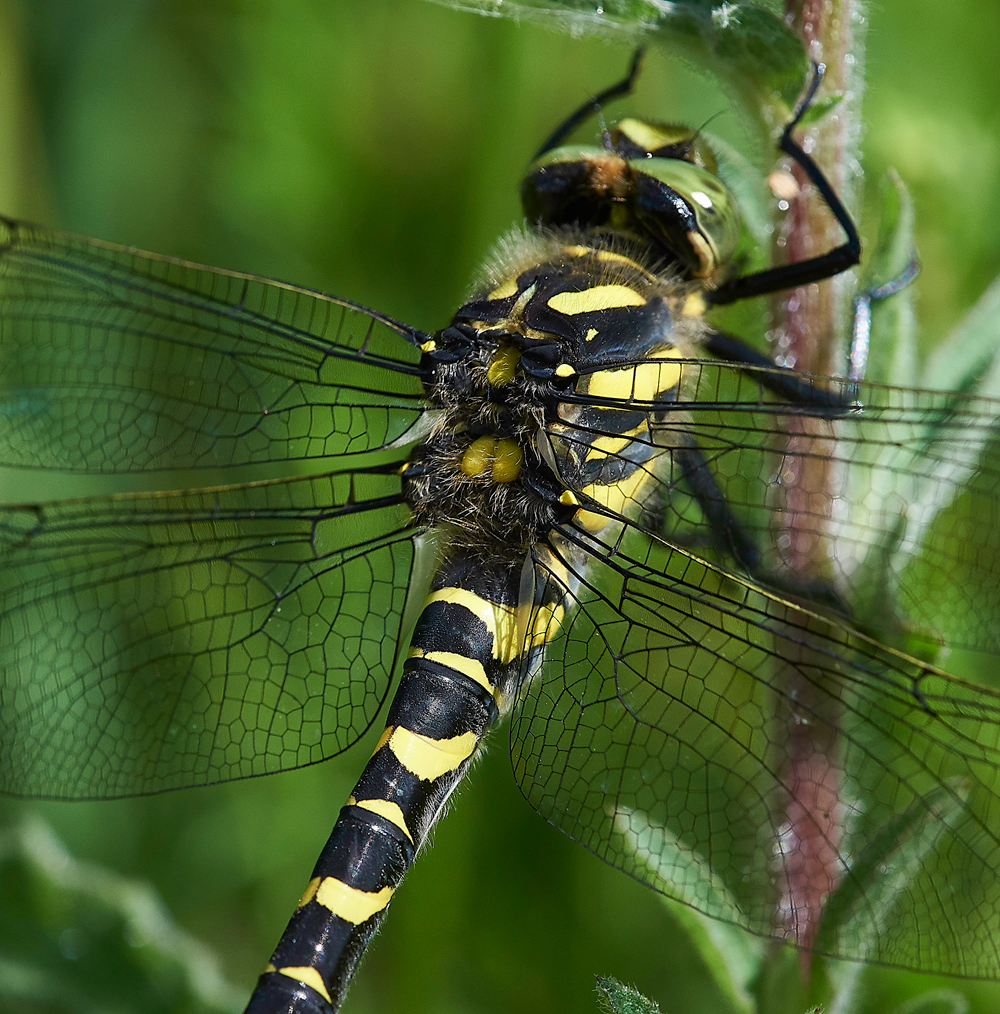 MagdalenHillDownDragonfly210618-6