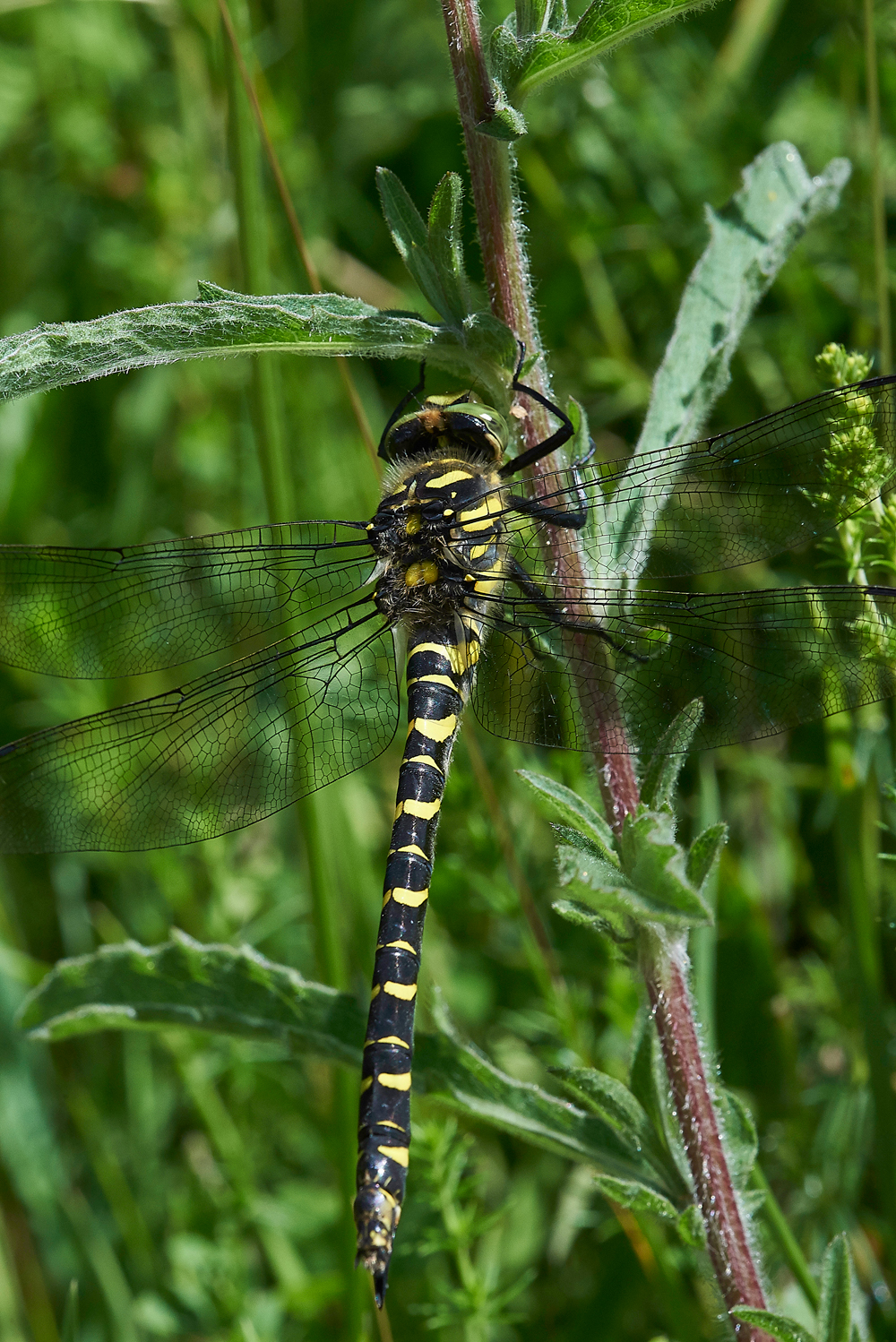 MagdalenHillDownDragonfly210618-7