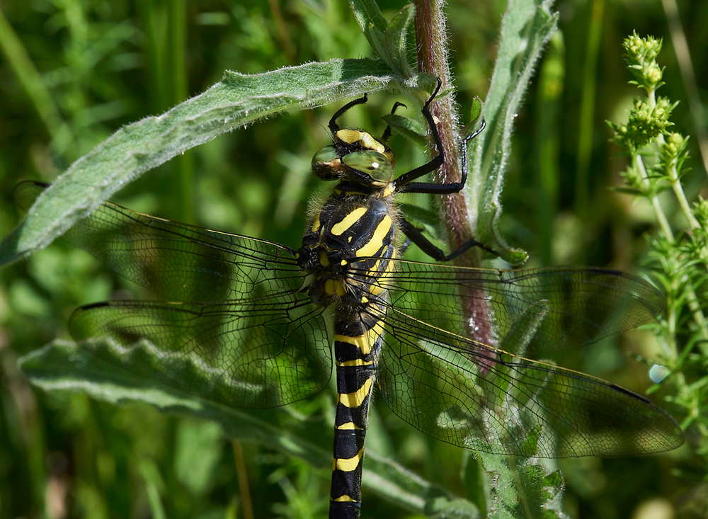 MagdalenHillDownDragonfly210618-8