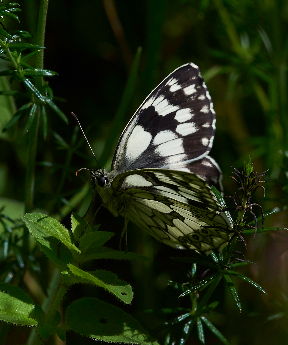 MagdalenHillDownMarbledWhite210618-1