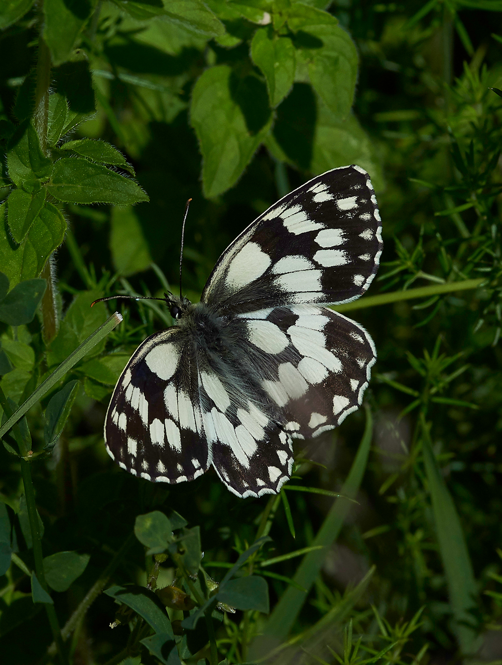 MagdalenHillDownMarbledWhite210618-2