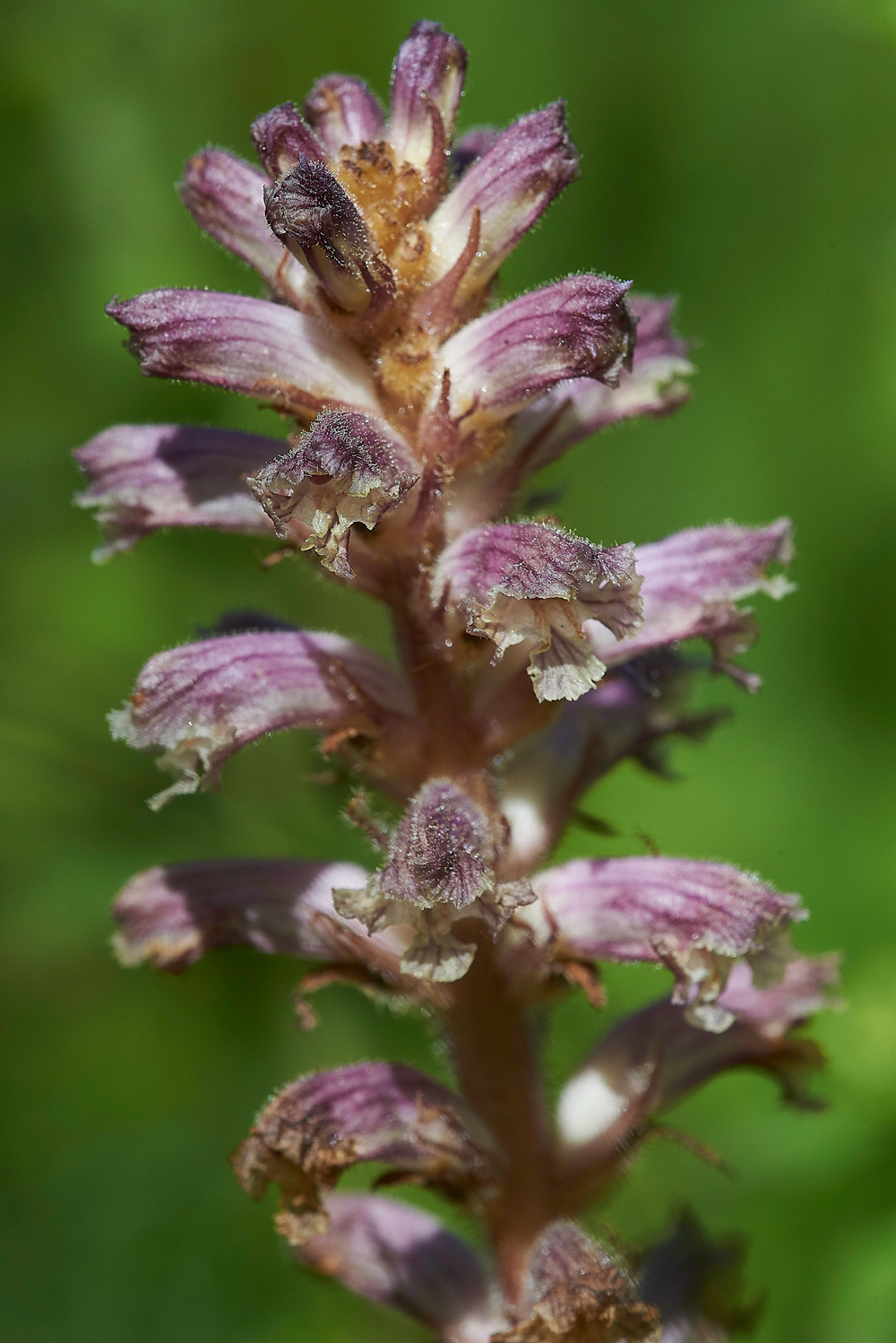 MagdalenHillDownPurpleBroomrape210618-1