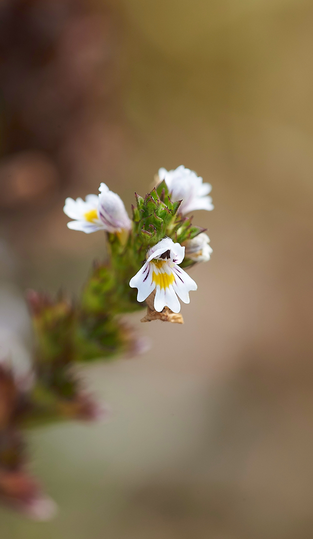 MallingDownEyebright260718-1