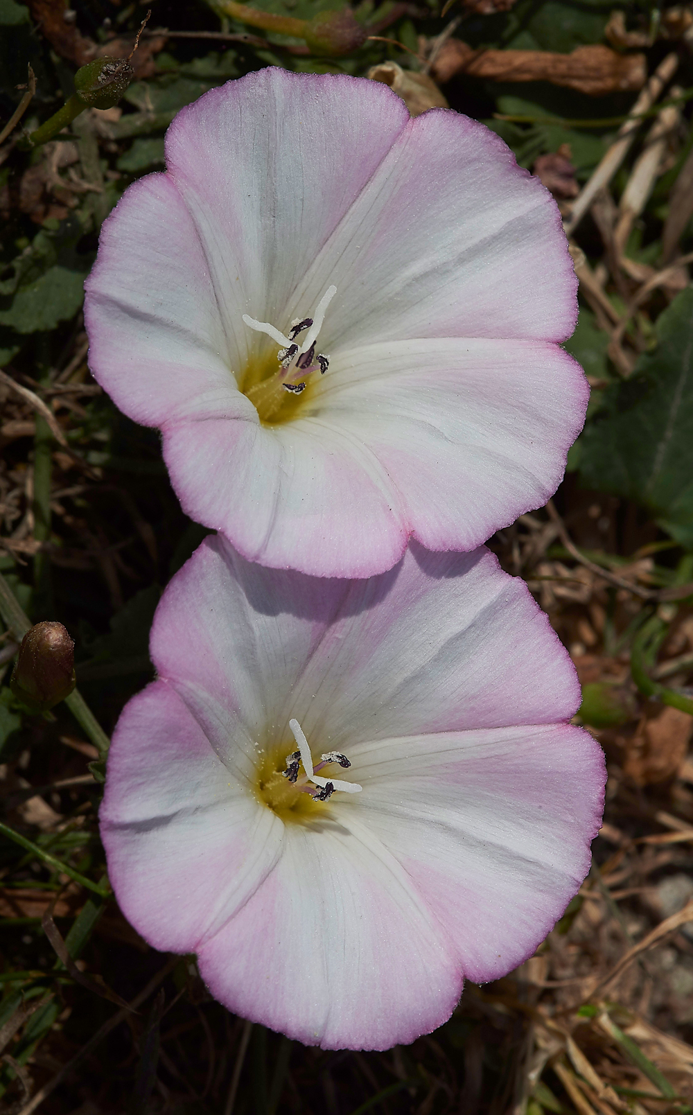MallingDownFieldBindweed260718-1