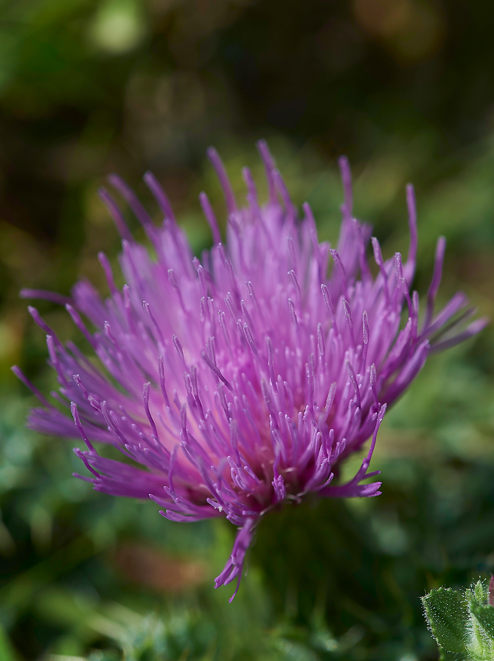 MallingDownStemlessThistle260718-1