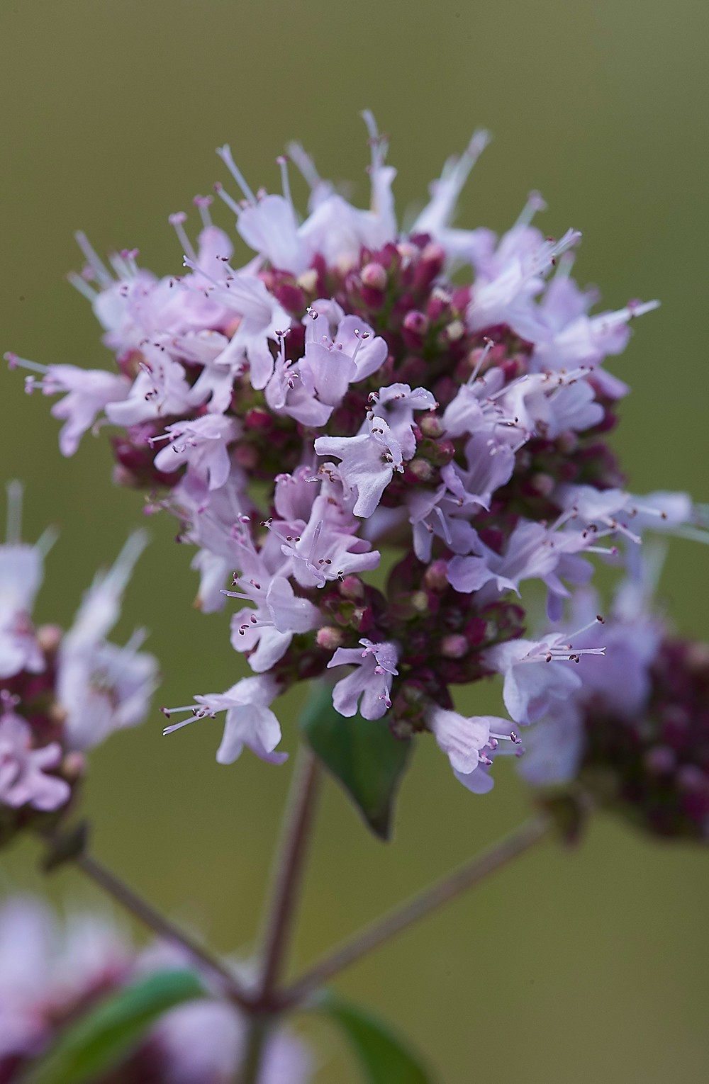 MallingDownWildMarjoram260718-1