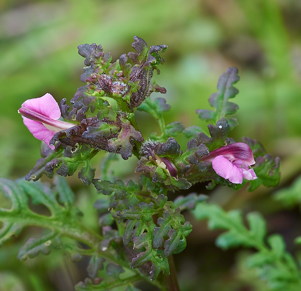 MarshLousewort100718-1