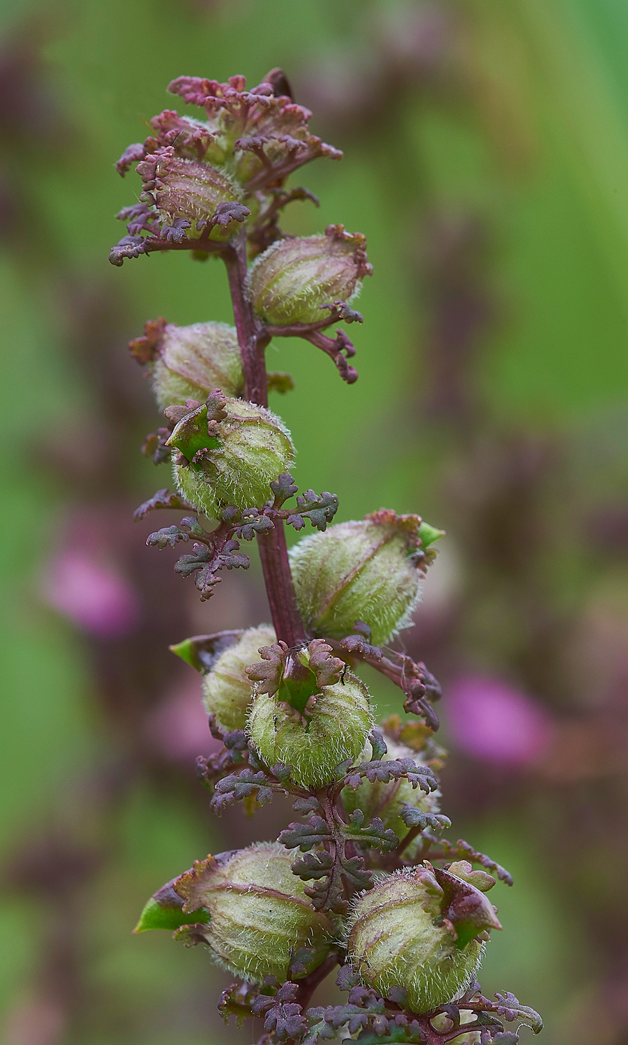 MarshLousewort100718-2