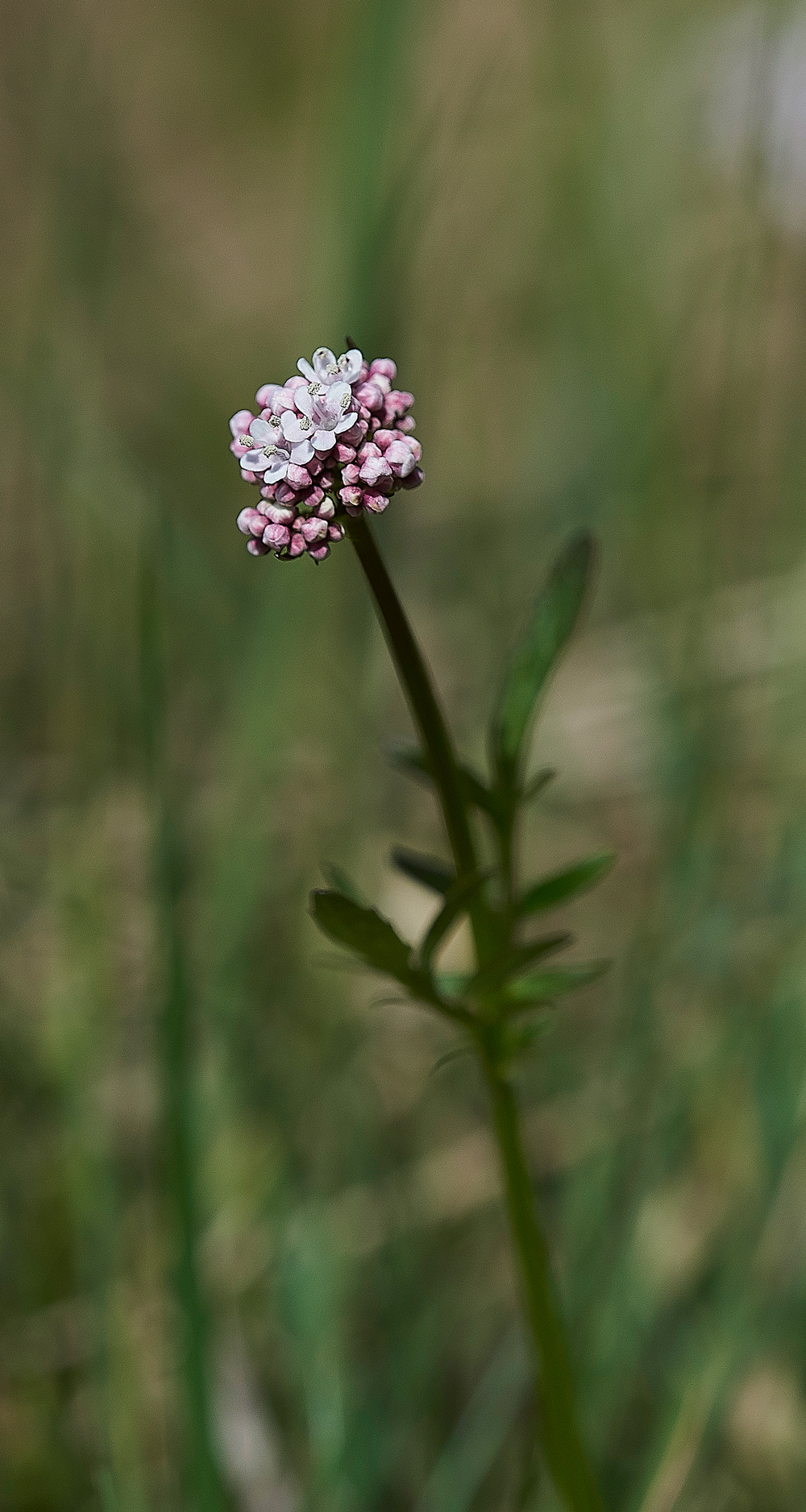 MarshValerian170518-1