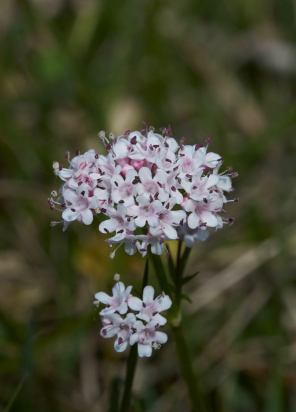 MarshValerian170518-2
