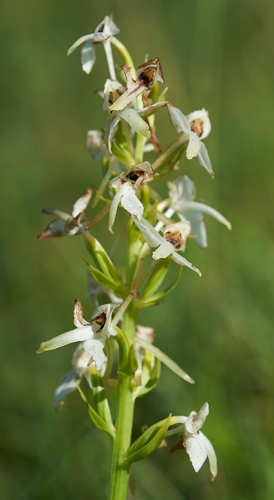 MartinDownGreatButterflyOrchid210618-1