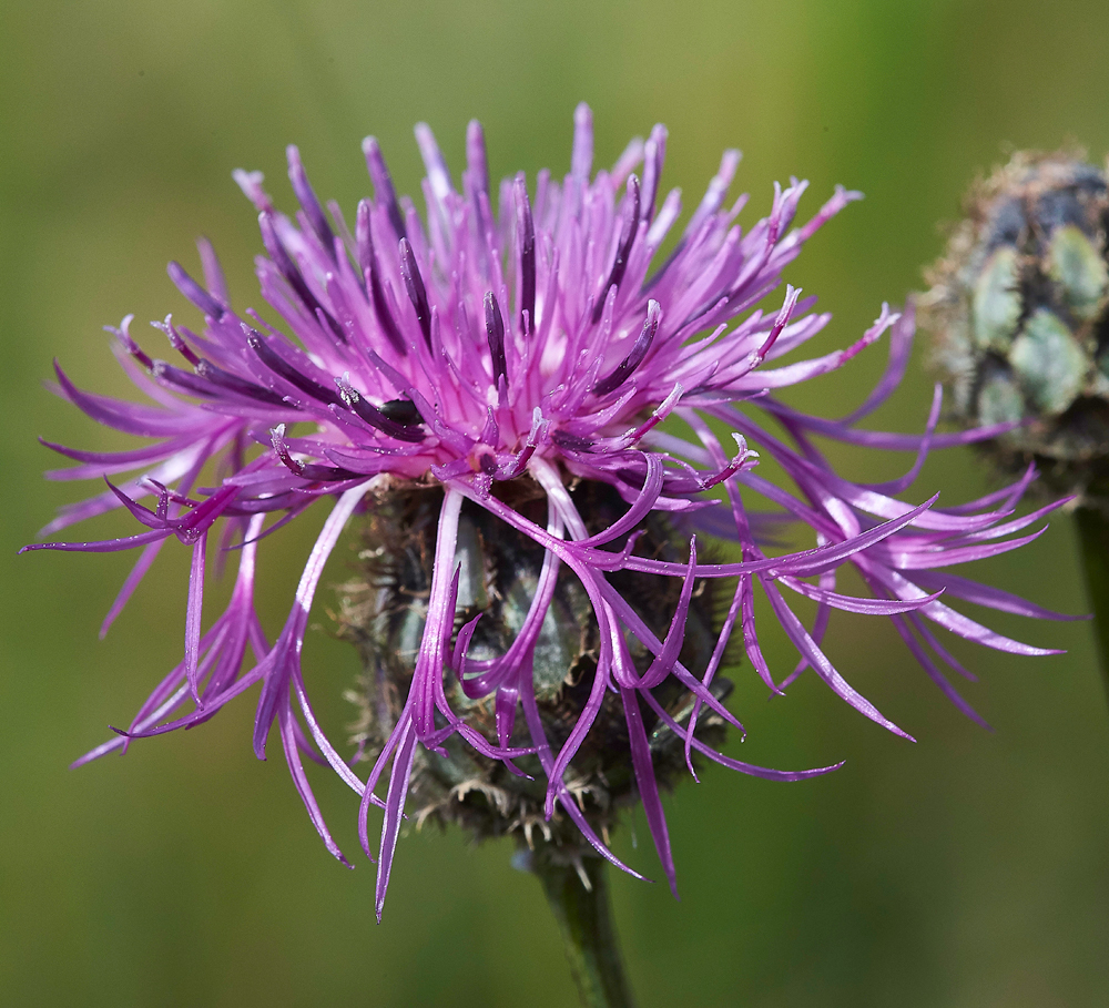 MartinDownGreatKnapweed210618-1