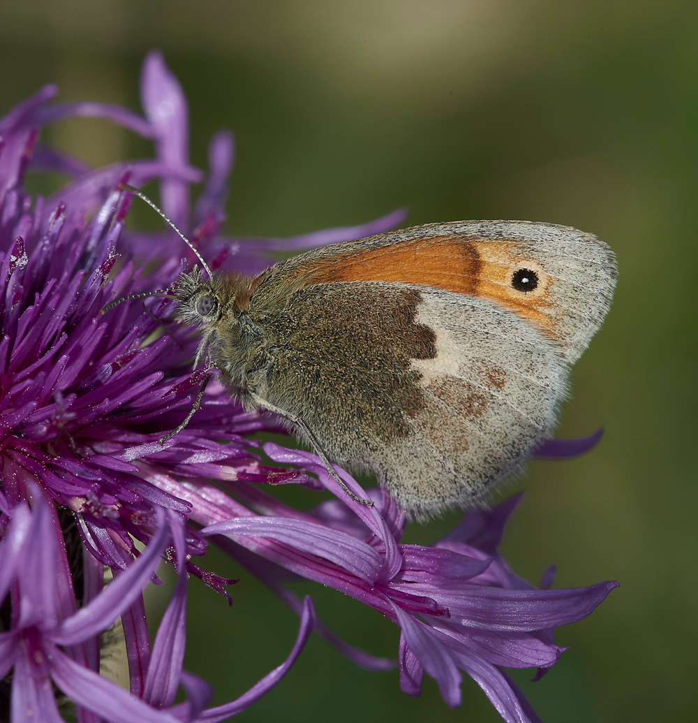 MartinDownSmallHeath210618-1