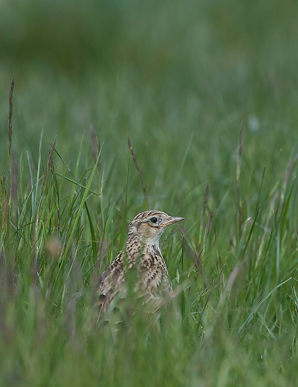 MeadowPipit210518-1
